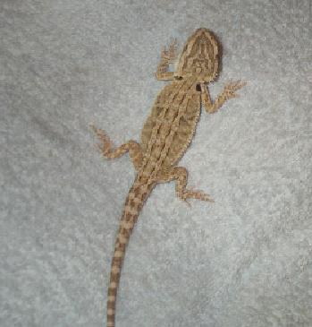 Baby #1