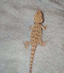 Baby #3