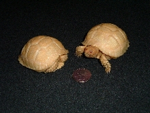 Albino Spur Thigh Tortoise