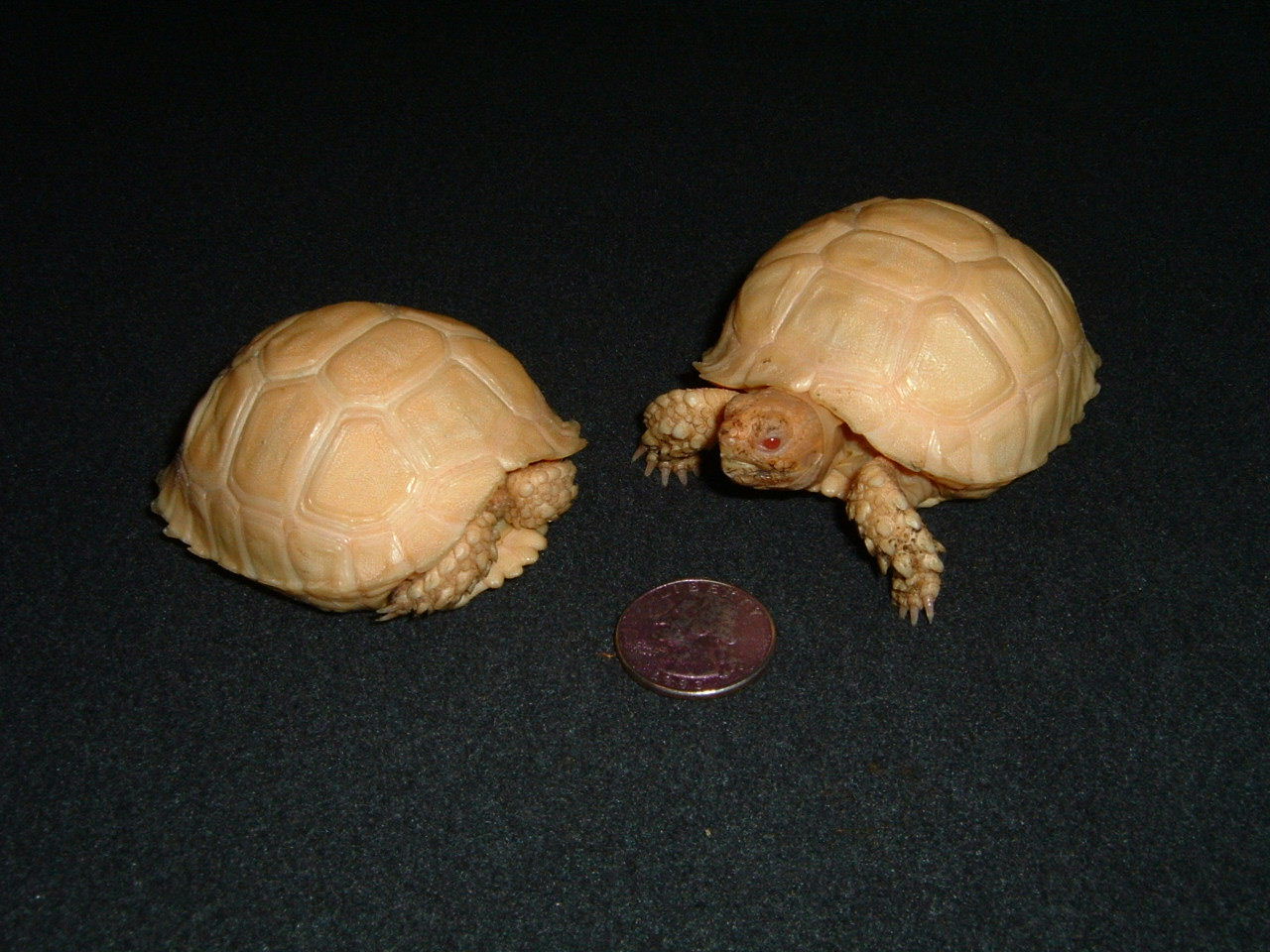 Albino Spur Thigh Tortoise