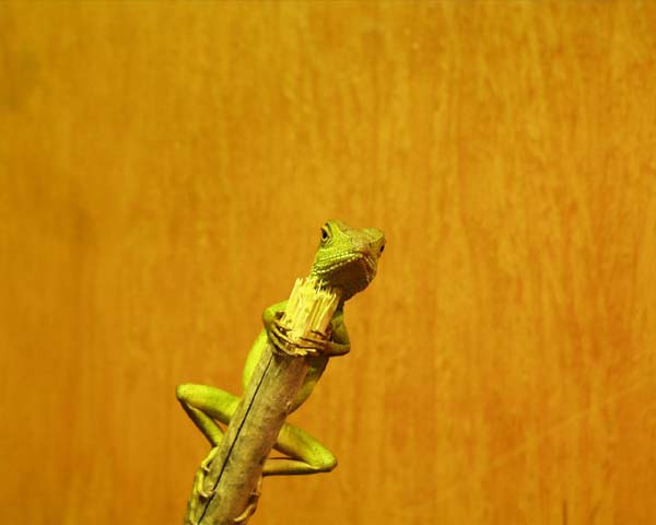 Poseidon on a stick