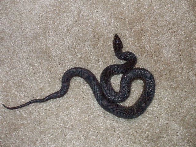 Black pine female 1 in blue