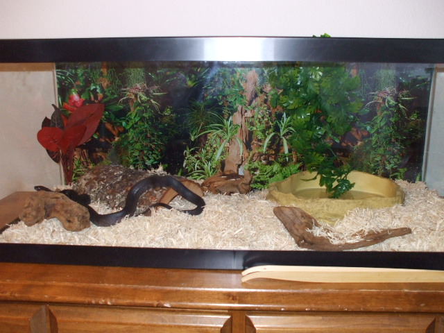 Pine in cage pic 2