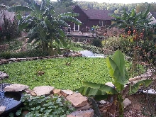 Our Pond