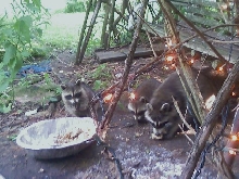 eating babewhees