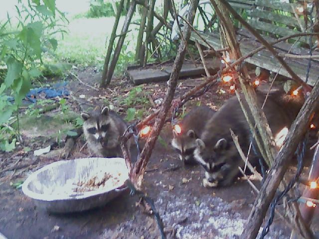 eating babewhees