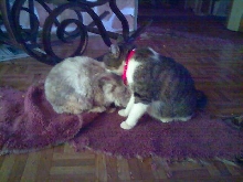 bean and tonks