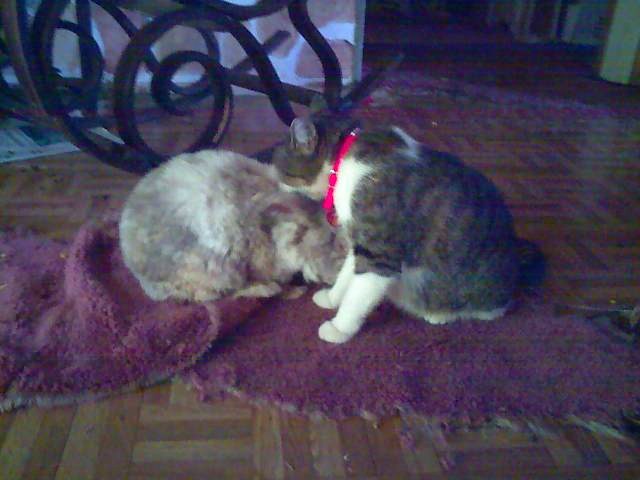 bean and tonks