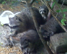 daizwhee and babies