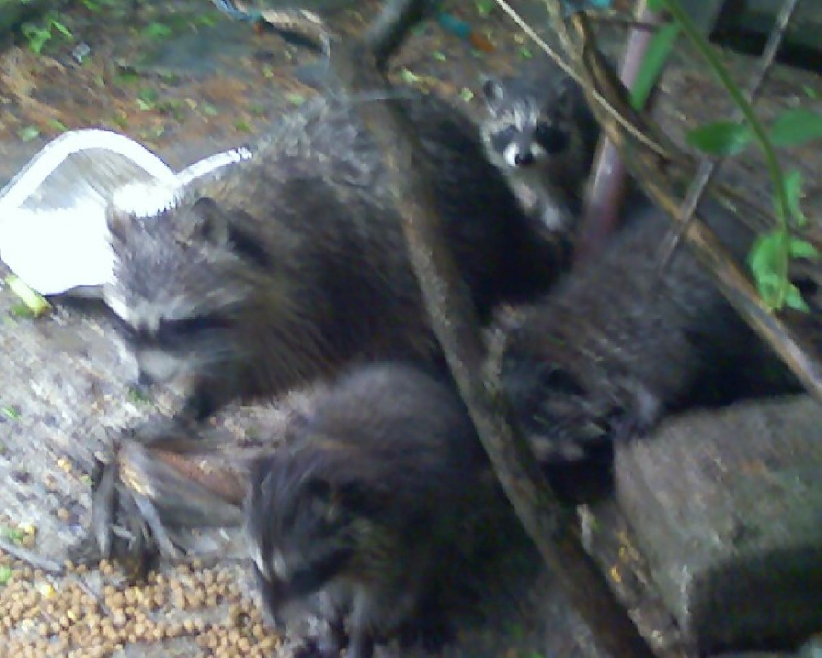daizwhee and babies
