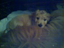puppy and lion