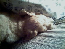sleeping puppy