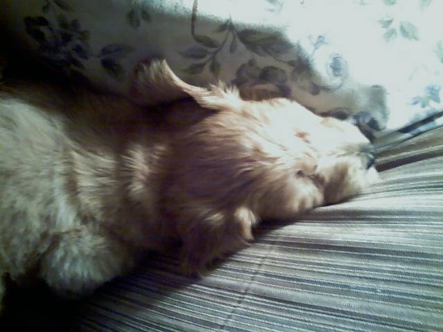 sleeping puppy