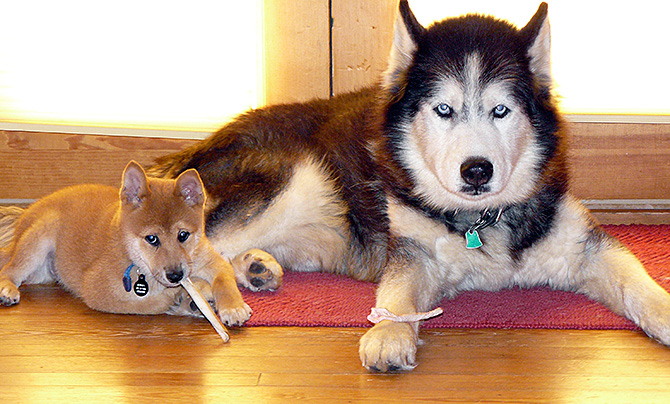 Kuma and Boris