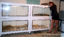 Habitat Systems Cages, Ally and Magoo 2
