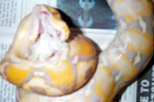 Lydia Eating 1