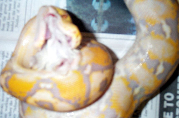 Lydia Eating 1