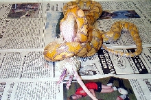 Lydia Eating 2