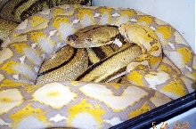 Purple Albino and Super Tiger Retics
