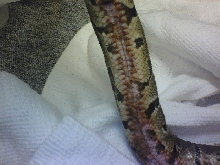 help! sick snake pic2