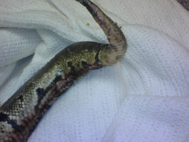 help! sick snake pic3