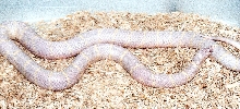 alb eastern chain kingsnake