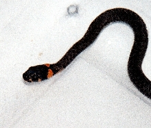 cb natrix natrix