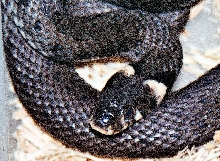 cb female natrix natrix