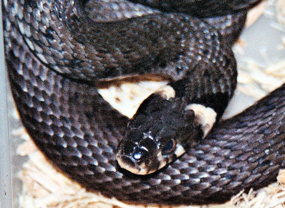 cb female natrix natrix