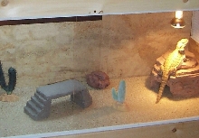 middle cage of condo #1