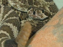 helleri