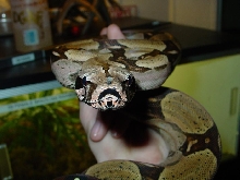 peruvian boa