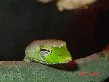 my vine snake