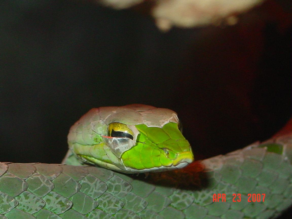 my vine snake