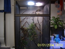 breeding pair of veiled chameleons