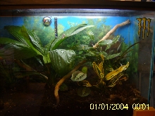 tree frog part of Big frog tank