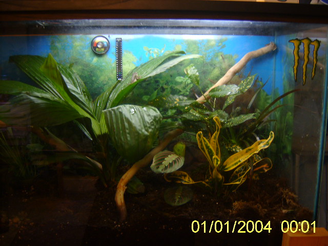 tree frog part of Big frog tank