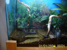 toad side of big frog tank