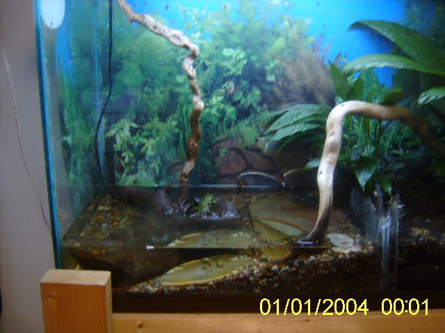 toad side of big frog tank