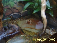 whites in the water