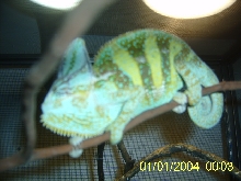 male breeding veiled chameleon