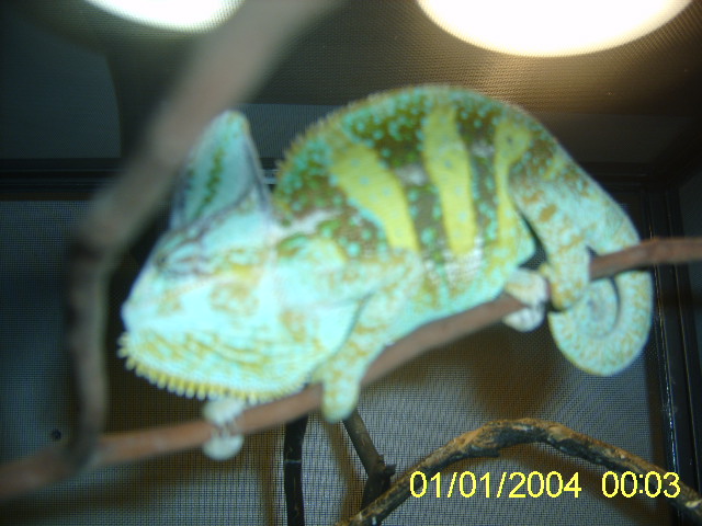 male breeding veiled chameleon