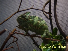 female breeding veiled chameleon