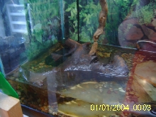 more of big frog tank