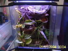 new frog tank