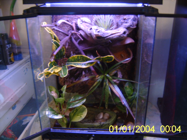 new frog tank