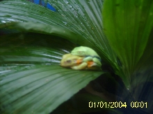 weird frogs