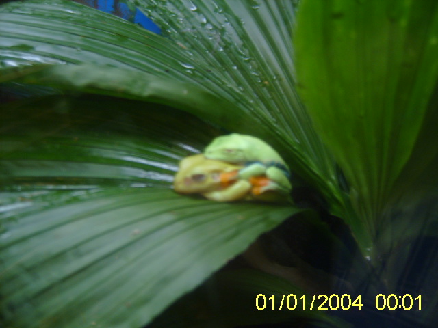 weird frogs