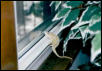 Fisheri looking out of window...Dreaming of freedom....