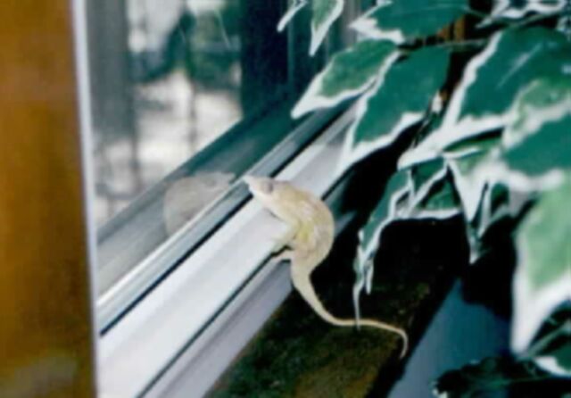 Fisheri looking out of window...Dreaming of freedom....
